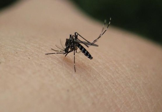 Szúnyoghálós redőny vagy különálló szúnyogháló: melyiket válasszuk?